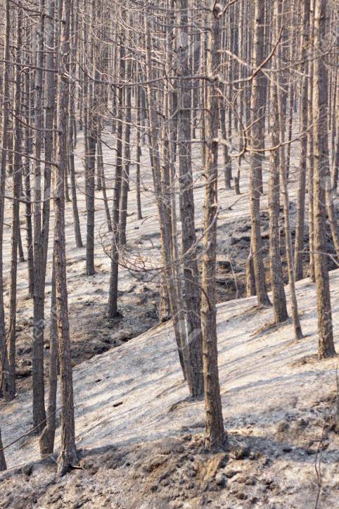 15030406-verkohlte-bäume-und-boden-nach-waldbrand